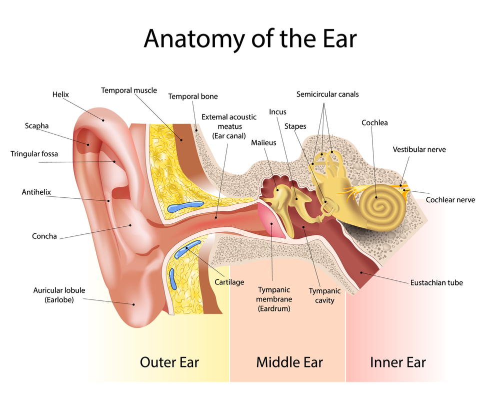 Anatomy of the Ear