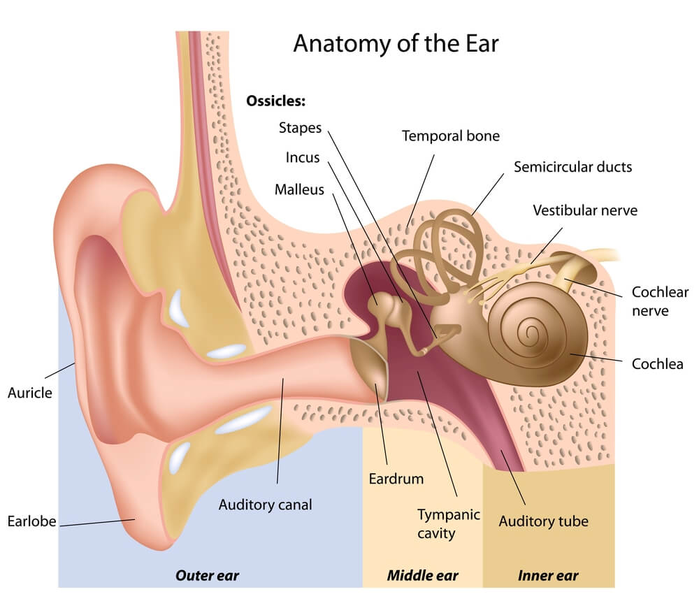 anatomy-ear.jpg