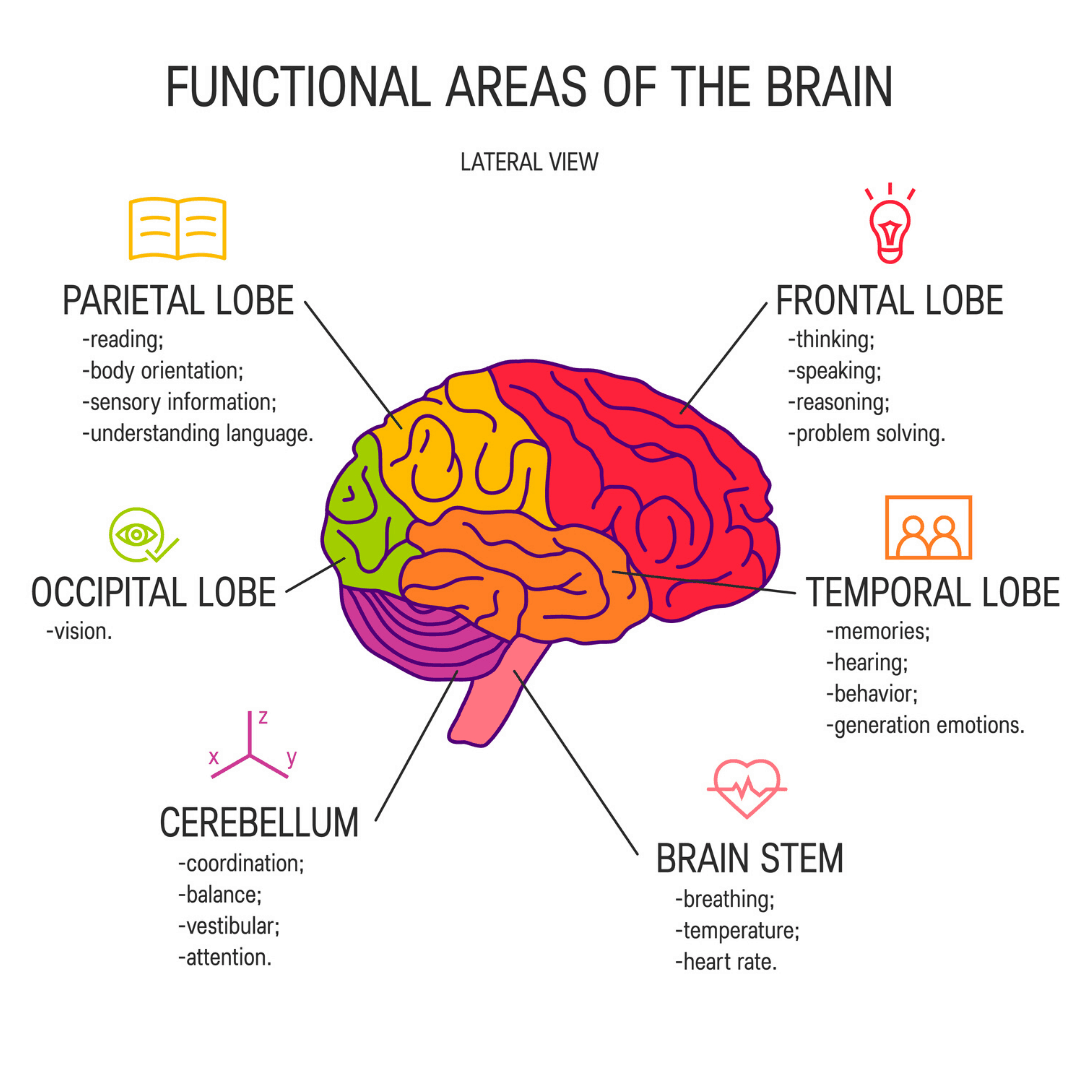 functional-areas-of-the-brain